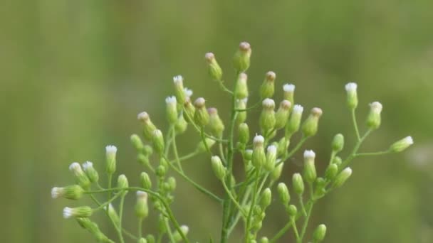 Planta Selvagem Facilmente Move Vento Fundo Turva Macro — Vídeo de Stock