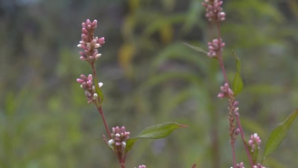 Lupinus Baklagiller Fabaceae Familyasından Bir Bitki Cinsidir — Stok video