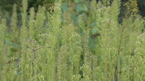 Wildpflanze Bewegt Sich Leicht Auf Wind Verschwommener Hintergrund Makro — Stockvideo