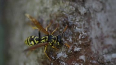 Eşek arısı şeffaf bal yer. Yumuşak odaklı, yakın plan. Güzel bir eşek arısı taşın üzerinde yiyecek toplar, bıyık bırakır.