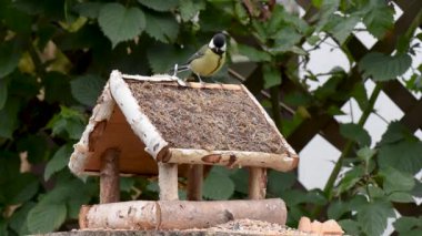 Great tit, sparrow eat seeds in the garden, soft focus, close up. The video shows a bird feeder made of wood. From time to time a small bird pours on him and takes food.