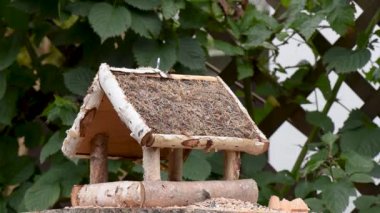Great tit, sparrow eat seeds in the garden, soft focus, close up. The video shows a bird feeder made of wood. From time to time a small bird pours on him and takes food.