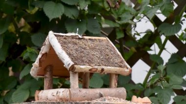 Great tit, sparrow eat seeds in the garden, soft focus, close up. The video shows a bird feeder made of wood. From time to time a small bird pours on him and takes food.