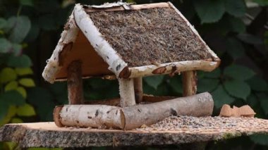 Great tit, sparrow eat seeds in the garden, soft focus, close up. The video shows a bird feeder made of wood. From time to time a small bird pours on him and takes food.