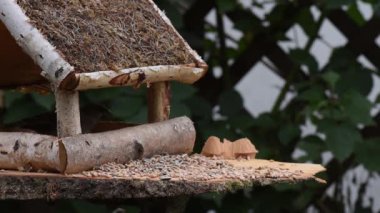 Great tit, sparrow eat seeds in the garden, soft focus, close up. The video shows a bird feeder made of wood. From time to time a small bird pours on him and takes food.