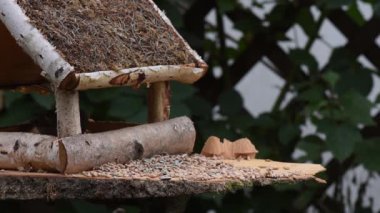 Great tit, sparrow eat seeds in the garden, soft focus, close up. The video shows a bird feeder made of wood. From time to time a small bird pours on him and takes food.