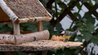 Great tit, sparrow eat seeds in the garden, soft focus, close up. The video shows a bird feeder made of wood. From time to time a small bird pours on him and takes food.