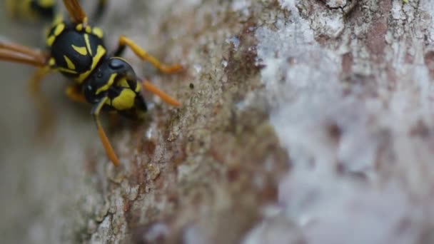 Wasp Eats Transparent Honey Soft Focus Close Beautiful Wasp Stone — Stock Video