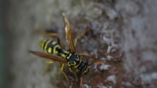 Wespe Frisst Durchsichtigen Honig Weicher Fokus Nahaufnahme Eine Schöne Wespe — Stockvideo