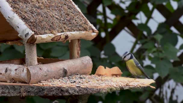 Grande Teta Pardal Comer Sementes Jardim Foco Suave Close Vídeo — Vídeo de Stock