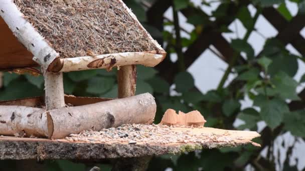 Great Tit Sparrow Eat Seeds Garden Soft Focus Close Video — Stock videók