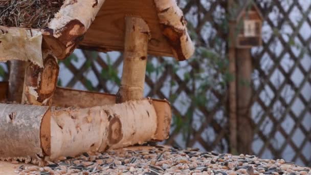 Great Tit Sparrow Eat Seeds Garden Soft Focus Close Video — Wideo stockowe