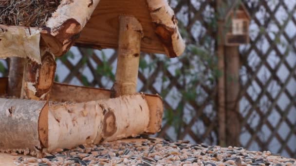 Great Tit Sparrow Eat Seeds Garden Soft Focus Close Video — Αρχείο Βίντεο