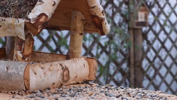 Gran Teta Gorrión Comer Semillas Jardín Enfoque Suave Cerca Video — Vídeo de stock