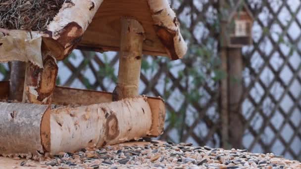 Gran Teta Gorrión Comer Semillas Jardín Enfoque Suave Cerca Video — Vídeo de stock