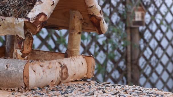 Video Muestra Comedero Aves Hecho Madera Vez Cuando Pajarito Echa — Vídeos de Stock