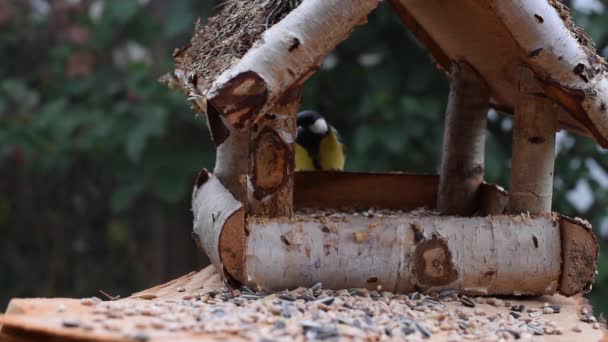 Gran Teta Gorrión Comer Semillas Jardín Enfoque Suave Cerca Video — Vídeo de stock