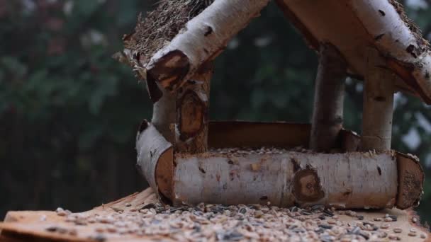 Βίντεο Δείχνει Έναν Τροφοδότη Πουλιών Από Ξύλο Από Καιρό Καιρό — Αρχείο Βίντεο