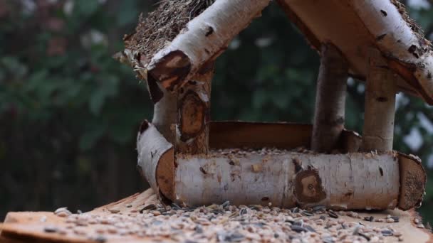 Vídeo Mostra Alimentador Pássaros Feito Madeira Vez Quando Pequeno Pássaro — Vídeo de Stock