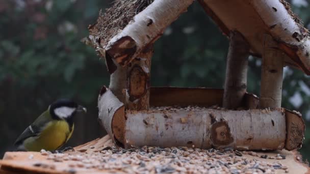这段录像显示了一个用木做的喂鸟器 一只小鸟时不时地往他身上泼水 吃东西 — 图库视频影像