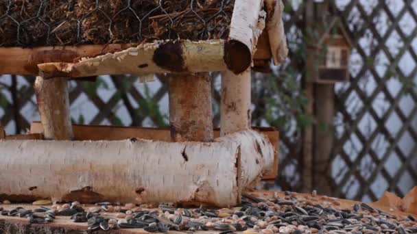 Vídeo Mostra Alimentador Pássaros Feito Madeira Vez Quando Pequeno Pássaro — Vídeo de Stock