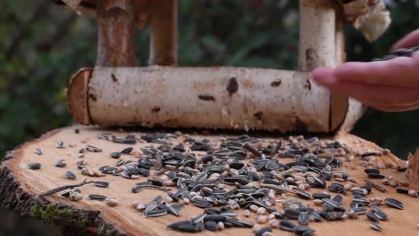 Grande Teta Pardal Comer Sementes Jardim Foco Suave Close Vídeo — Vídeo de Stock