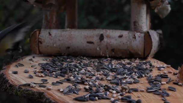 Vídeo Mostra Alimentador Pássaros Feito Madeira Vez Quando Pequeno Pássaro — Vídeo de Stock