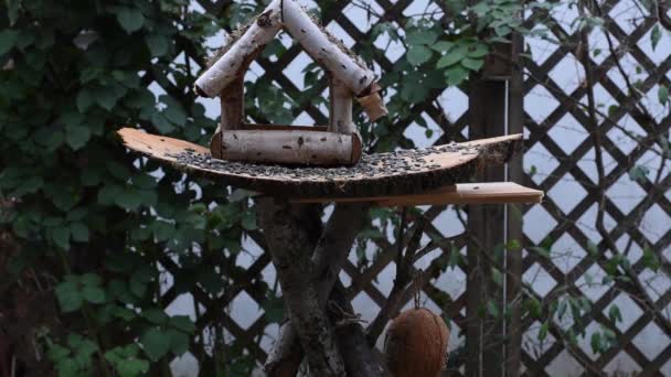 Great Tit Sparrow Eat Seeds Garden Soft Focus Close Video — Stockvideo