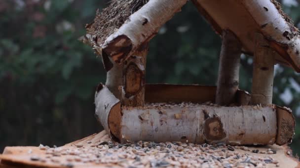 Vídeo Mostra Alimentador Pássaros Feito Madeira Vez Quando Pequeno Pássaro — Vídeo de Stock