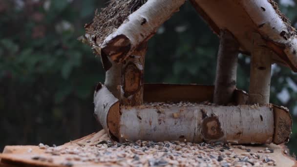 Das Video Zeigt Einen Vogelfutterautomaten Aus Holz Von Zeit Zeit — Stockvideo
