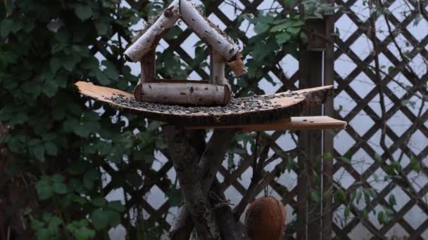 Nagranie Pokazuje Karmnik Dla Ptaków Drewna Czasu Czasu Mały Ptaszek — Wideo stockowe