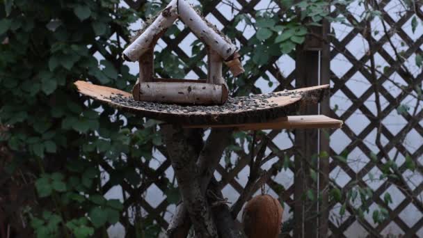 Βίντεο Δείχνει Έναν Τροφοδότη Πουλιών Από Ξύλο Από Καιρό Καιρό — Αρχείο Βίντεο
