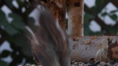 Great tit, sparrow eat seeds in the garden, soft focus, close up. The video shows a bird feeder made of wood. From time to time a small bird pours on him and takes food.