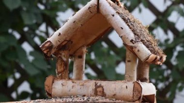 Great tit, sparrow eat seeds in the garden, soft focus, close up. The video shows a bird feeder made of wood. From time to time a small bird pours on him and takes food.
