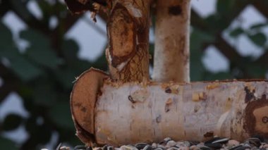 Great tit, sparrow eat seeds in the garden, soft focus, close up. The video shows a bird feeder made of wood. From time to time a small bird pours on him and takes food.