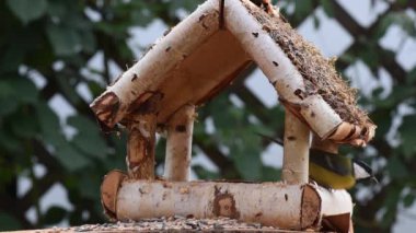 Great tit, sparrow eat seeds in the garden, soft focus, close up. The video shows a bird feeder made of wood. From time to time a small bird pours on him and takes food.