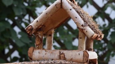 Great tit, sparrow eat seeds in the garden, soft focus, close up. The video shows a bird feeder made of wood. From time to time a small bird pours on him and takes food.