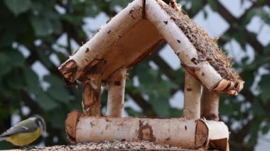 Great tit, sparrow eat seeds in the garden, soft focus, close up. The video shows a bird feeder made of wood. From time to time a small bird pours on him and takes food.
