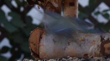 Great tit, sparrow eat seeds in the garden, soft focus, close up. The video shows a bird feeder made of wood. From time to time a small bird pours on him and takes food.