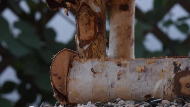 Gran Teta Gorrión Comer Semillas Jardín Enfoque Suave Cerca Video — Vídeos de Stock