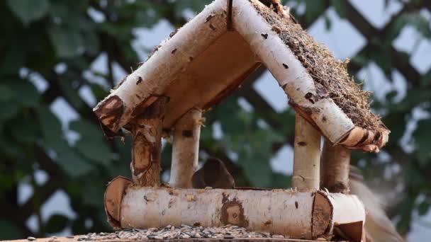 Grande Teta Pardal Comer Sementes Jardim Foco Suave Close Vídeo — Vídeo de Stock