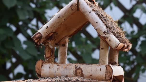 Gran Teta Gorrión Comer Semillas Jardín Enfoque Suave Cerca Video — Vídeo de stock