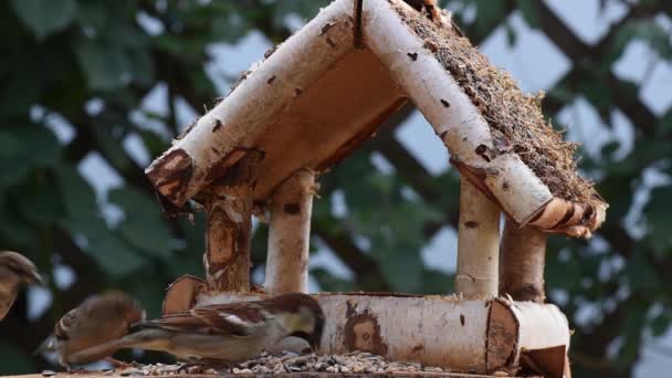 Great Tit Sparrow Eat Seeds Garden Soft Focus Close Video — Αρχείο Βίντεο