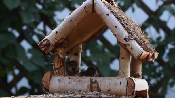 Gran Teta Gorrión Comer Semillas Jardín Enfoque Suave Cerca Video — Vídeos de Stock