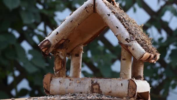 Gran Teta Gorrión Comer Semillas Jardín Enfoque Suave Cerca Video — Vídeos de Stock