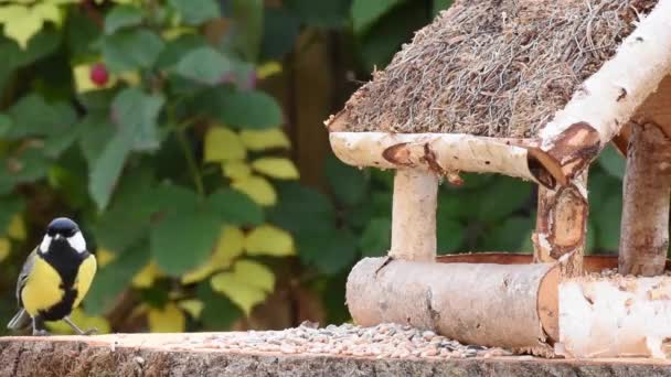 Video Muestra Comedero Aves Hecho Madera Vez Cuando Pajarito Echa — Vídeos de Stock