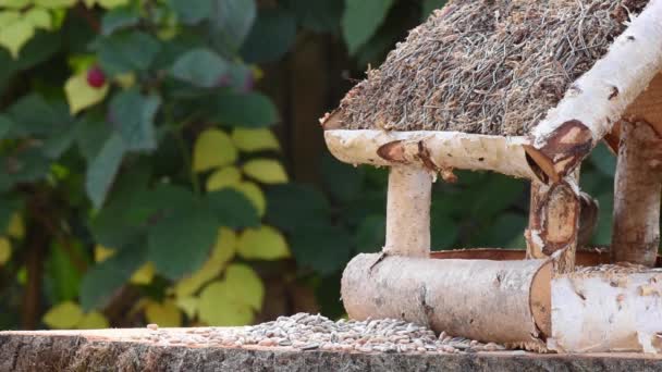 Video Toont Een Vogelvoeder Van Hout Toe Stroomt Een Vogeltje — Stockvideo