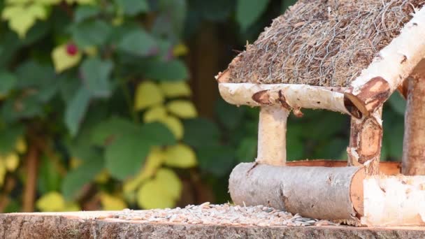 Video Shows Bird Feeder Made Wood Time Time Small Bird — Stock Video