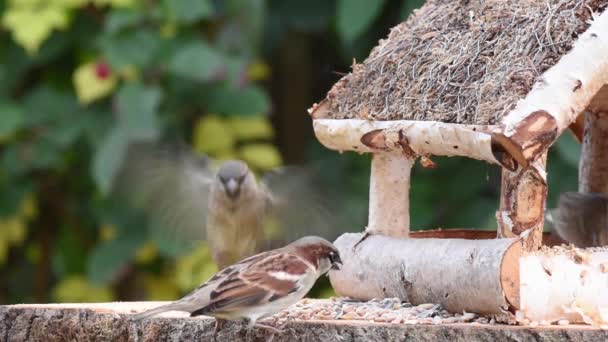 Video Muestra Comedero Aves Hecho Madera Vez Cuando Pajarito Echa — Vídeos de Stock