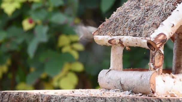 Video Muestra Comedero Aves Hecho Madera Vez Cuando Pajarito Echa — Vídeos de Stock